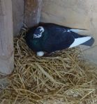 Salford Council Pigeon Loft Eviction at Kersal Vale